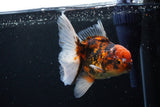 Thai Oranda  Tiger Calico 5 Inch (ID#1122To5b-85) Free2Day SHIPPING