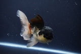 Thai Oranda  Panda 5.5 Inch (ID#1025To1b-74) Free2Day SHIPPING