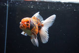 Thai Oranda  Tiger Calico 5 Inch (ID#1122To5b-85) Free2Day SHIPPING