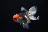 Thai Oranda  Tricolor  6 Inch (ID#0110To6c-114)