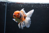 Thai Oranda  Tiger Calico 5 Inch (ID#1122To5b-85) Free2Day SHIPPING