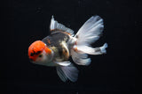 Thai Oranda  Tricolor  6 Inch (ID#0110To6c-114)