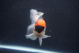 Thai Oranda  Tricolor 5.5 Inch (ID#1025To1b-75) Free2Day SHIPPING