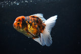 Thai Oranda  Tiger Calico 5 Inch (ID#1122To5b-85) Free2Day SHIPPING