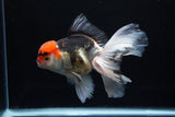 Thai Oranda  Tricolor  6 Inch (ID#0110To6c-114)