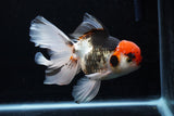 Thai Oranda  Tricolor  6 Inch (ID#0110To6c-114)