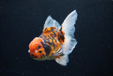 Thai Oranda  Tiger Calico 5 Inch (ID#1122To5b-85) Free2Day SHIPPING