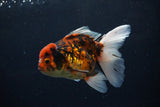 Thai Oranda  Tiger Calico 5 Inch (ID#1122To5b-85) Free2Day SHIPPING