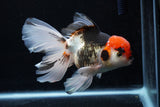 Thai Oranda  Tricolor  6 Inch (ID#0110To6c-114)