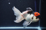 Thai Oranda  Tricolor 5.5 Inch (ID#1025To1b-75) Free2Day SHIPPING