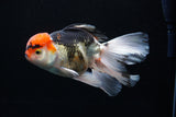 Thai Oranda  Tricolor  6 Inch (ID#0110To6c-114)