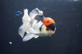 Thai Oranda  Tricolor 5.5 Inch (ID#1025To1b-75) Free2Day SHIPPING