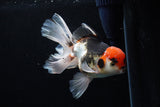 Thai Oranda  Tricolor  6 Inch (ID#0110To6c-114)