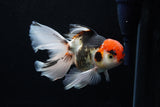 Thai Oranda  Tricolor  6 Inch (ID#0110To6c-114)