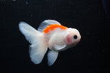 Thai Oranda  Sakura 4 Inch (ID#1122To5b-86) Free2Day SHIPPING