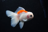 Thai Oranda  Sakura 4 Inch (ID#1122To5b-86) Free2Day SHIPPING