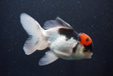 Thai Oranda  Tricolor 5.5 Inch (ID#1025To1b-75) Free2Day SHIPPING