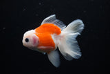 Thai Oranda  Sakura 4 Inch (ID#1122To5b-86) Free2Day SHIPPING