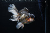 Thai Oranda  Tricolor  5.5 Inch (ID#0110To6c-115)