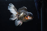 Thai Oranda  Tricolor  5.5 Inch (ID#0110To6c-115)