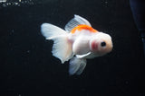 Thai Oranda  Sakura 4 Inch (ID#1122To5b-86) Free2Day SHIPPING