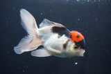 Thai Oranda  Tricolor 5.5 Inch (ID#1025To1b-75) Free2Day SHIPPING