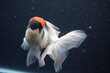 Thai Oranda  Tricolor 5.5 Inch (ID#1025To1b-75) Free2Day SHIPPING