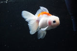 Thai Oranda  Sakura 4 Inch (ID#1122To5b-86) Free2Day SHIPPING