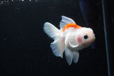 Thai Oranda  Sakura 4 Inch (ID#1122To5b-86) Free2Day SHIPPING