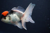 Thai Oranda  Tricolor 5.5 Inch (ID#1025To1b-75) Free2Day SHIPPING