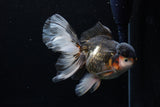 Thai Oranda  Tricolor  5.5 Inch (ID#0110To6c-115)