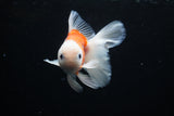 Thai Oranda  Sakura 4 Inch (ID#1122To5b-86) Free2Day SHIPPING