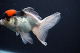 Thai Oranda  Tricolor 5.5 Inch (ID#1025To1b-75) Free2Day SHIPPING