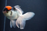 Thai Oranda  Tricolor 5.5 Inch (ID#1025To1b-75) Free2Day SHIPPING