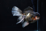 Thai Oranda  Tricolor  5.5 Inch (ID#0110To6c-115)