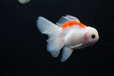 Thai Oranda  Sakura 4 Inch (ID#1122To5b-86) Free2Day SHIPPING