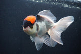 Thai Oranda  Tricolor 5.5 Inch (ID#1025To1b-75) Free2Day SHIPPING