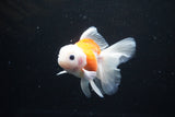 Thai Oranda  Sakura 4 Inch (ID#1122To5b-86) Free2Day SHIPPING