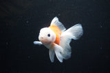 Thai Oranda  Sakura 4 Inch (ID#1122To5b-86) Free2Day SHIPPING