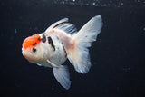 Thai Oranda  Calico 4.5 Inch (ID#1122To5b-87) Free2Day SHIPPING