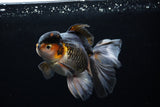 Thai Oranda  Tricolor  5.5 Inch (ID#0110To6c-115)