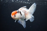 Thai Oranda  Calico 4.5 Inch (ID#1122To5b-87) Free2Day SHIPPING