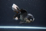 Thai Oranda  Panda 4.5 Inch (ID#1025To1b-76) Free2Day SHIPPING