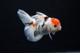 Thai Oranda  Calico 4.5 Inch (ID#1122To5b-87) Free2Day SHIPPING