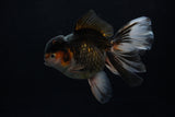 Thai Oranda  Tricolor  5.5 Inch (ID#0110To6c-115)