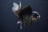 Thai Oranda  Panda 4.5 Inch (ID#1025To1b-76) Free2Day SHIPPING