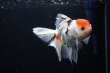 Thai Oranda  Calico 4.5 Inch (ID#1122To5b-87) Free2Day SHIPPING