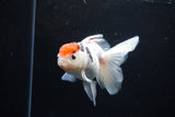 Thai Oranda  Calico 4.5 Inch (ID#1122To5b-87) Free2Day SHIPPING