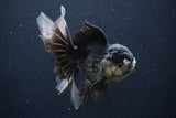 Thai Oranda  Panda 4.5 Inch (ID#1025To1b-76) Free2Day SHIPPING