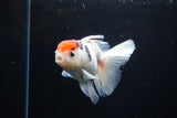 Thai Oranda  Calico 4.5 Inch (ID#1122To5b-87) Free2Day SHIPPING